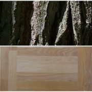 Bagrem (Robinia pseudoacacia L.)