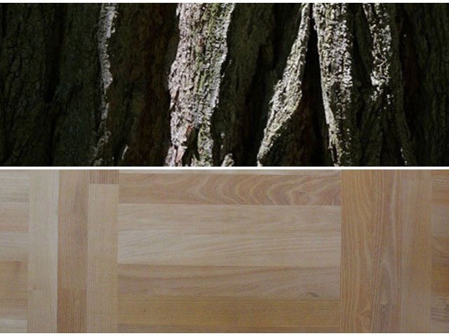 Bagrem (Robinia pseudoacacia L.)