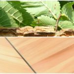 nizinski brijest ulmus minor