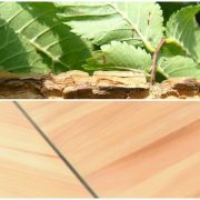 nizinski brijest ulmus minor