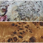 crna topola jagnjed mazer