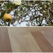 divlja kruška pyrus piraster