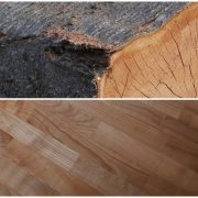 Divlja trešnja prunus avium